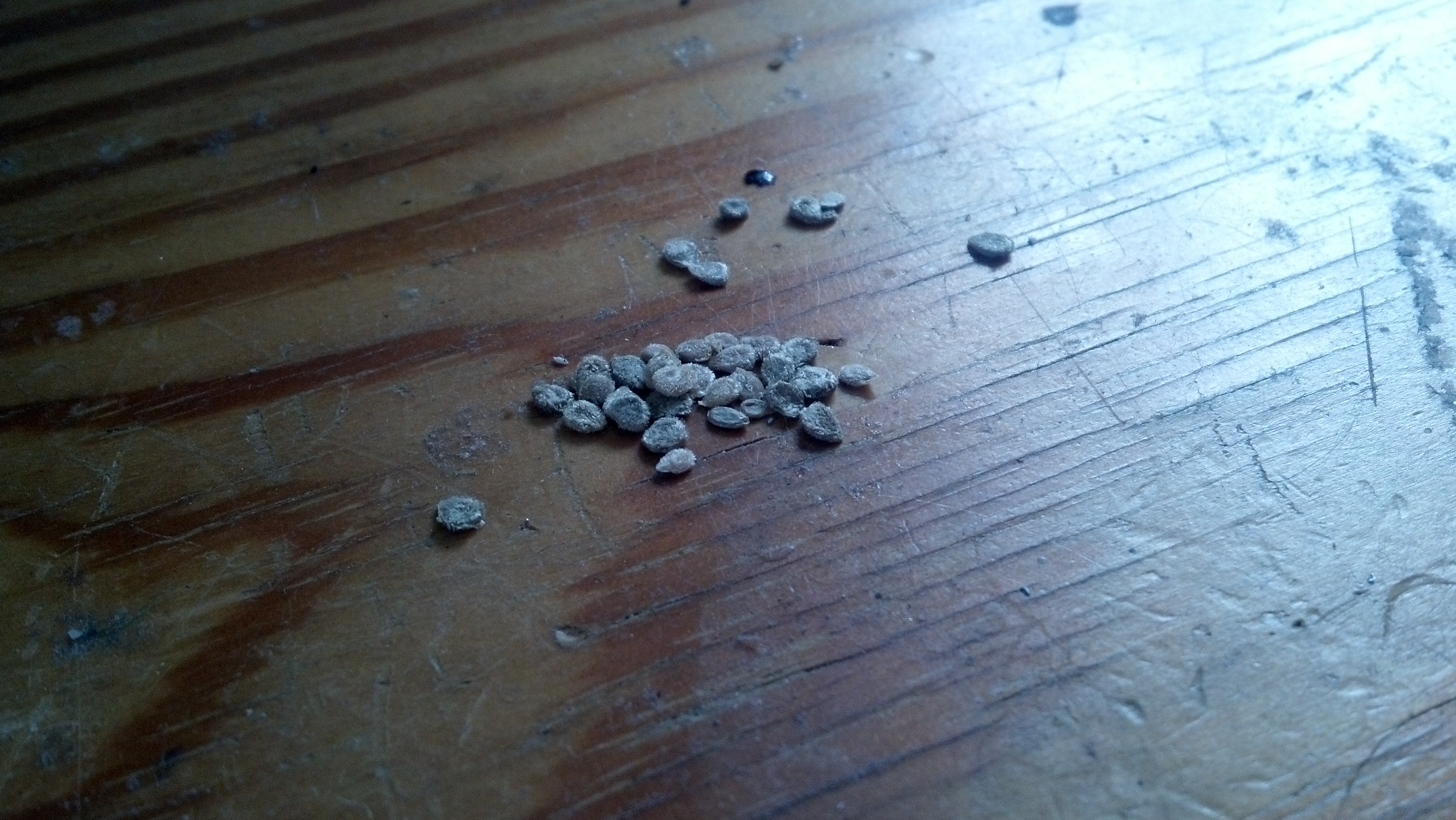 Here are homestead seeds.